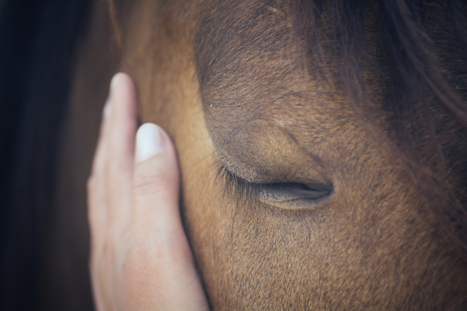 Equine Assisted Therapy